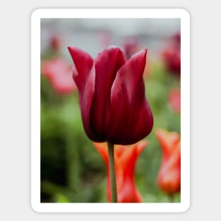 AMSTERDAM Tulip | Unique Beautiful Travelling Home Decor | Phone Cases Stickers Wall Prints | Scottish Travel Photographer  | ZOE DARGUE PHOTOGRAPHY | Glasgow Travel Photographer Sticker